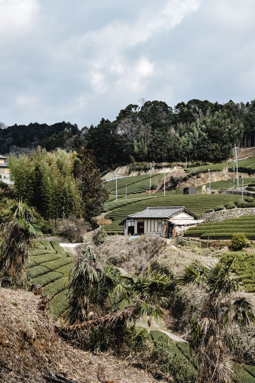 Misty bamboo forest and tea estate in East Asia
